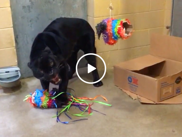 Just a panther and his piñata... and his deeply terrifying growl (Video)