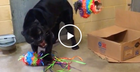Just a panther and his piñata... and his deeply terrifying growl (Video)