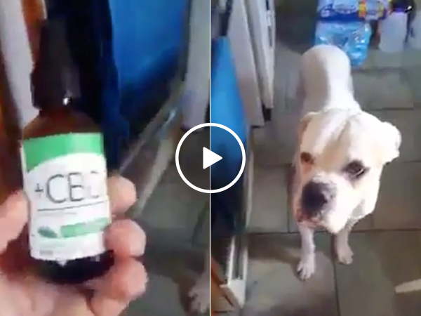 Owner gives unwell dog CBD oil (Video)