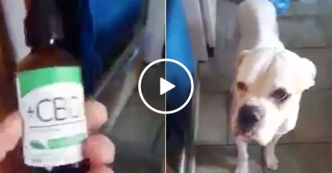 Owner gives unwell dog CBD oil (Video)