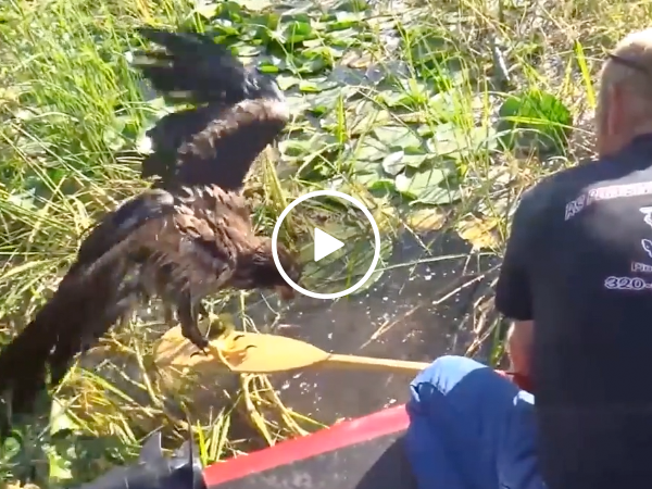 Couple rescues a drowning baby bald eagle (Video)