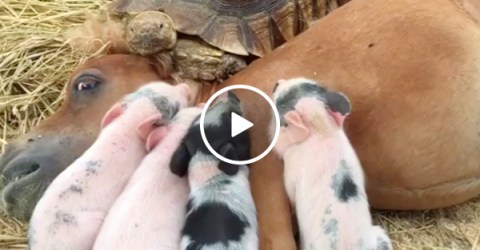 Cuddle puddles are a thing and I want in (Video)
