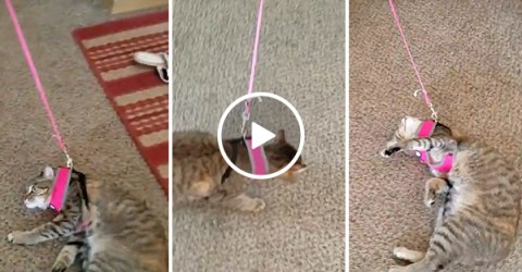 Cat does not want to go with a walk (Video)