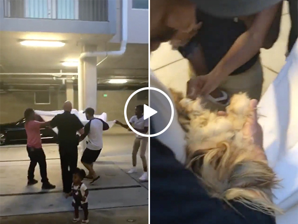 People save puppy from building