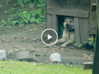 Dog let off of chain after 3 years (Video)