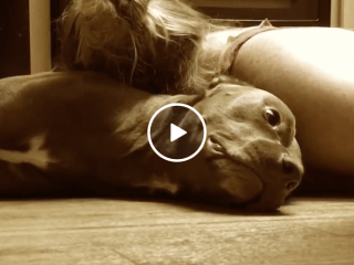 Awesome pit bull is able to protect owners head from seizers