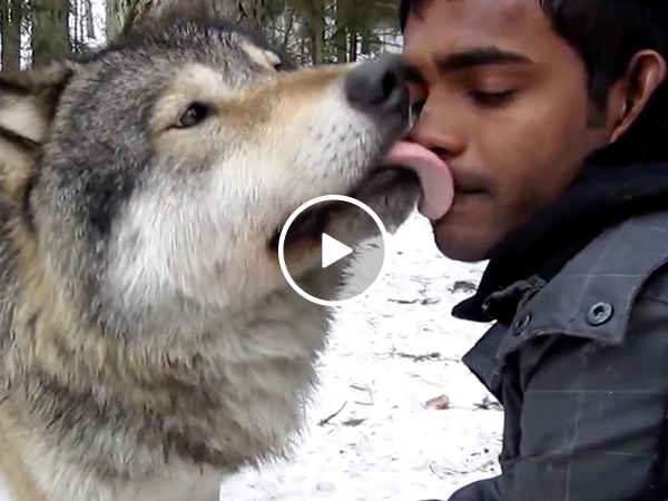 If a wolf wants to be your friend, you can't say 'No' (Video)