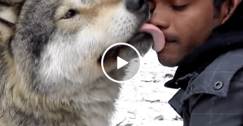 If a wolf wants to be your friend, you can't say 'No' (Video)