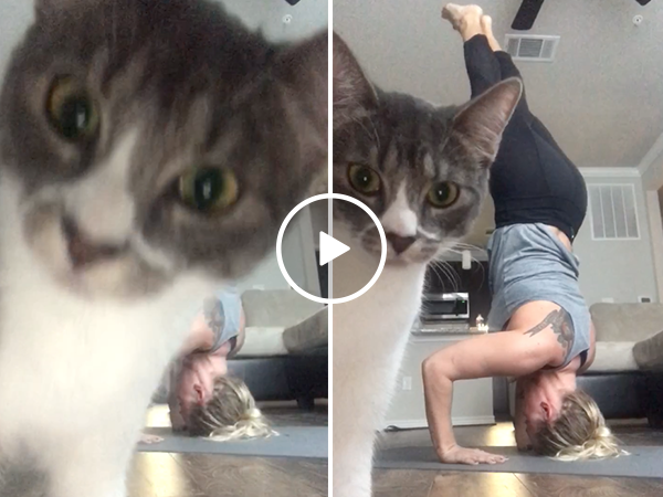 Curious cat interrupts yoga session (Video)