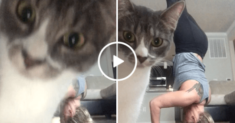 Curious cat interrupts yoga session (Video)