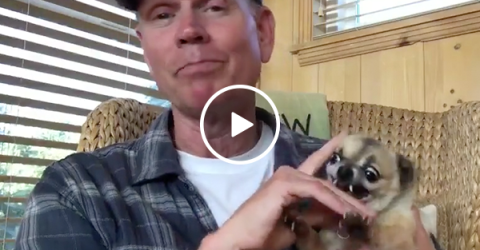Animaniacs actor shows health benefits of petting vicious dog (Video)