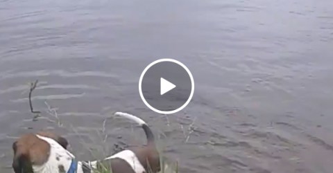 Just a dog going for a quick swi- OH SH*T! (Video)