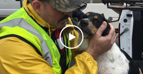 Abandoned dog rescued after treading water for 3 days (Video)
