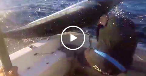 Blue marlin almost spears fisherman in the face (Video)