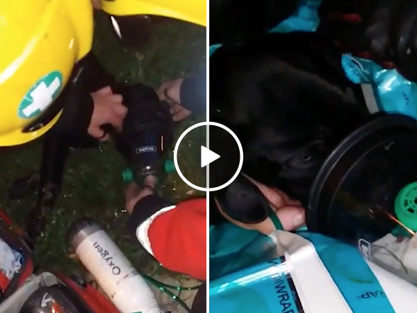 Adorable puppy saved by firefighters gives thankful kisses (Video)