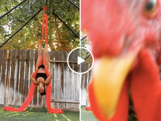 Rooster blocks camera for woman's backyard aerial routine (Video)