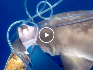 Brave spear fisher fights off two hungry sharks with knife (Video)