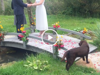 Hilarious stray dog steals the show at wedding (Video)