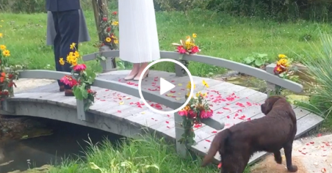 Hilarious stray dog steals the show at wedding (Video)