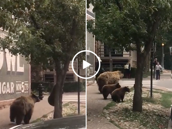 Bears Pop Out Of Tree and Scare People Walking on Street