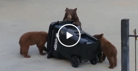 Bears Get Fooled By Bear Proof Garbage Can