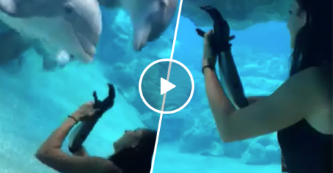 Curious dolphins stop to watch girl's bionic arm (Video)