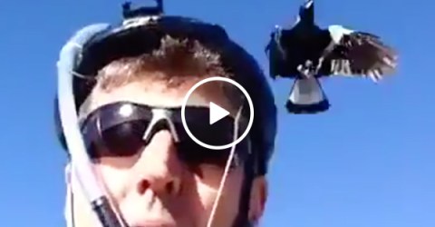Guy Makes Helmet That Scares Away Crows