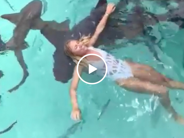 Girl tosses chum in shark-filled water, jumps in (Video)