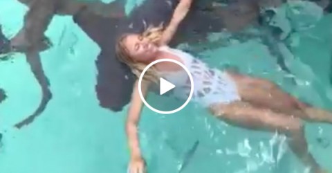 Girl tosses chum in shark-filled water, jumps in (Video)
