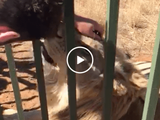 Idiot almost loses hand after sticking it in a lion's cage (Video)