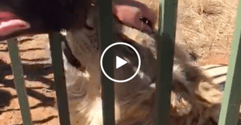 Idiot almost loses hand after sticking it in a lion's cage (Video)