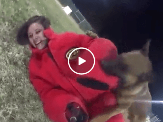 Military K9s pack a nasty bite, taking down female volunteer (Video)