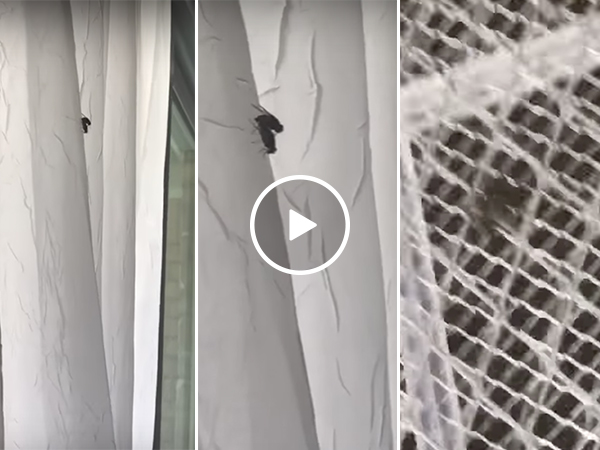 Flies having sex get killed by zapper