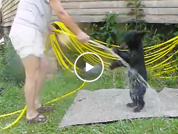 Cub Takes A Bath | Cute Bear Plays Outside