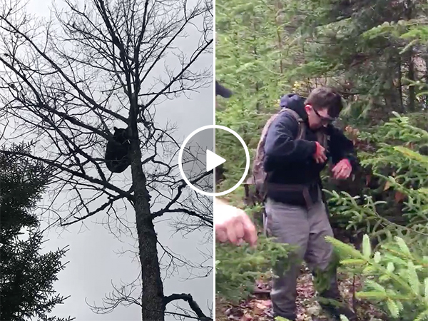 Bear Climbs Tree and Poops on Hiker Below Him