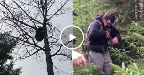 Bear Climbs Tree and Poops on Hiker Below Him