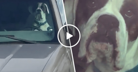 This might be the most impatient dog ever (Video)