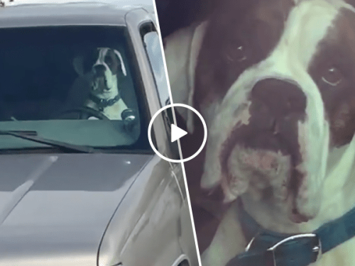 This might be the most impatient dog ever (Video)