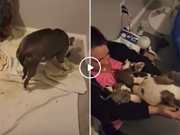 Pitbull mum picks up her puppies and puts them in owner's arms