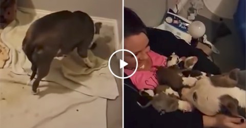 Pitbull mum picks up her puppies and puts them in owner's arms