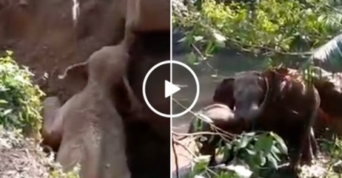 Elephants' salute workers who save calf stuck in hole