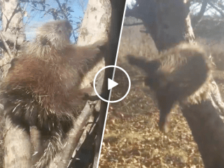 Hilarious drunk porcupine needs to lay off the apples (Video)
