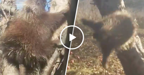 Hilarious drunk porcupine needs to lay off the apples (Video)