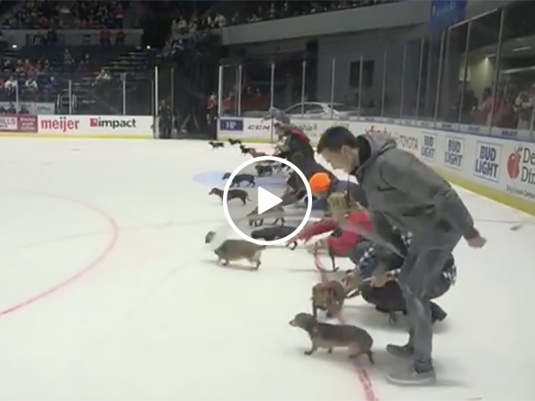 A Puppy Wiener Dog Race on Ice During Hockey Game