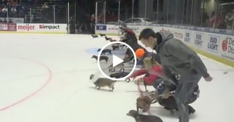 A Puppy Wiener Dog Race on Ice During Hockey Game