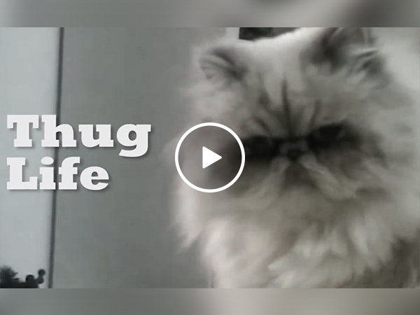 This 'Unexpected Thug Life' is all you need to see today (Video)