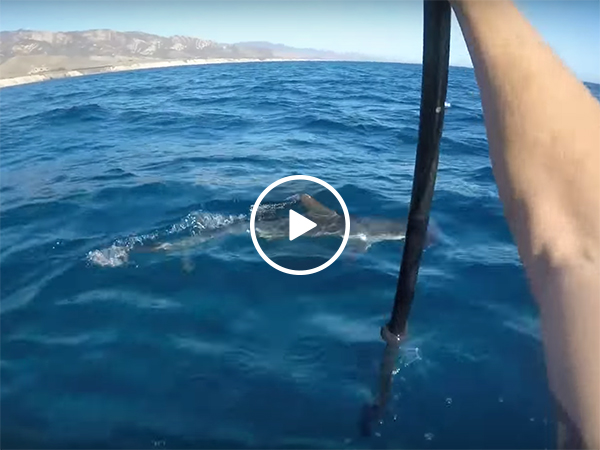 Man on kayak fights off Hammerhead shark with his paddle