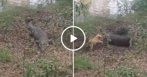 Dog Runs After Crocodile | Animal Fight In The Swamp
