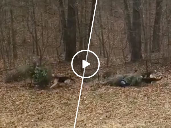 Dogs were not ready to say goodbye to Christmas tree (Video)