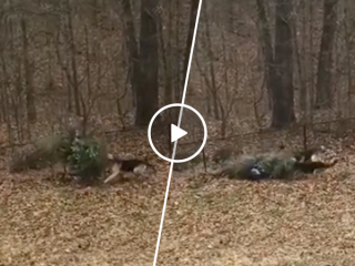 Dogs were not ready to say goodbye to Christmas tree (Video)